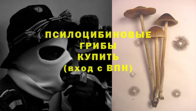 Галлюциногенные грибы Cubensis  мега как зайти  Волгореченск 